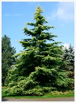 cedrus