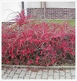 cotoneaster