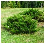 juniperus