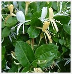 lonicera