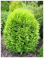 thuja